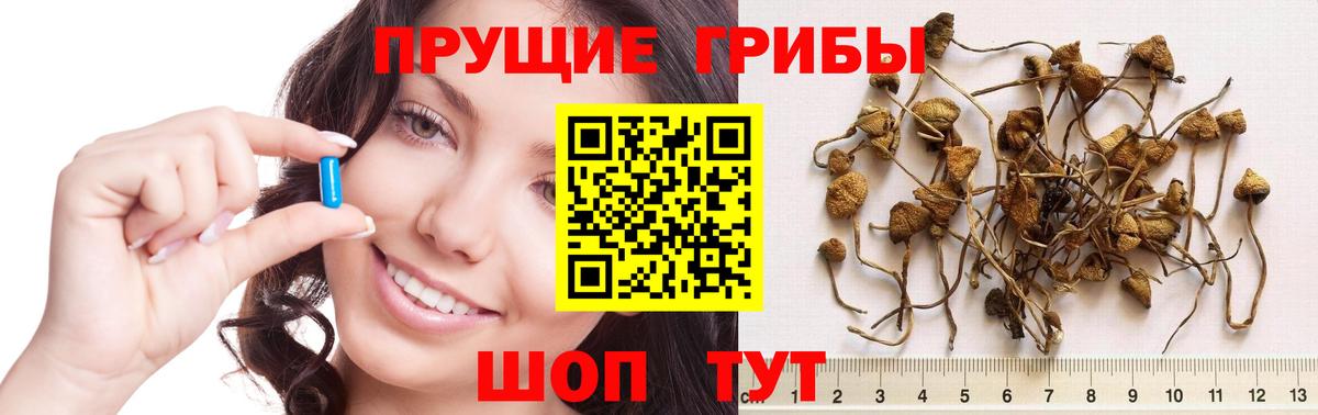 Галлюциногенные грибы Psilocybe Когалым